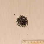 Fleurs - Pervenche de Madagascar en Mélange - MEDIA_3D